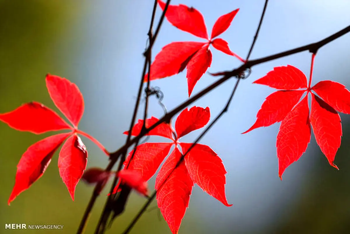 تصاویری از رنگ های زیبای فصل پاییز در نقاط مختلف دنیا