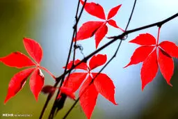 تصاویری از رنگ های زیبای فصل پاییز در نقاط مختلف دنیا