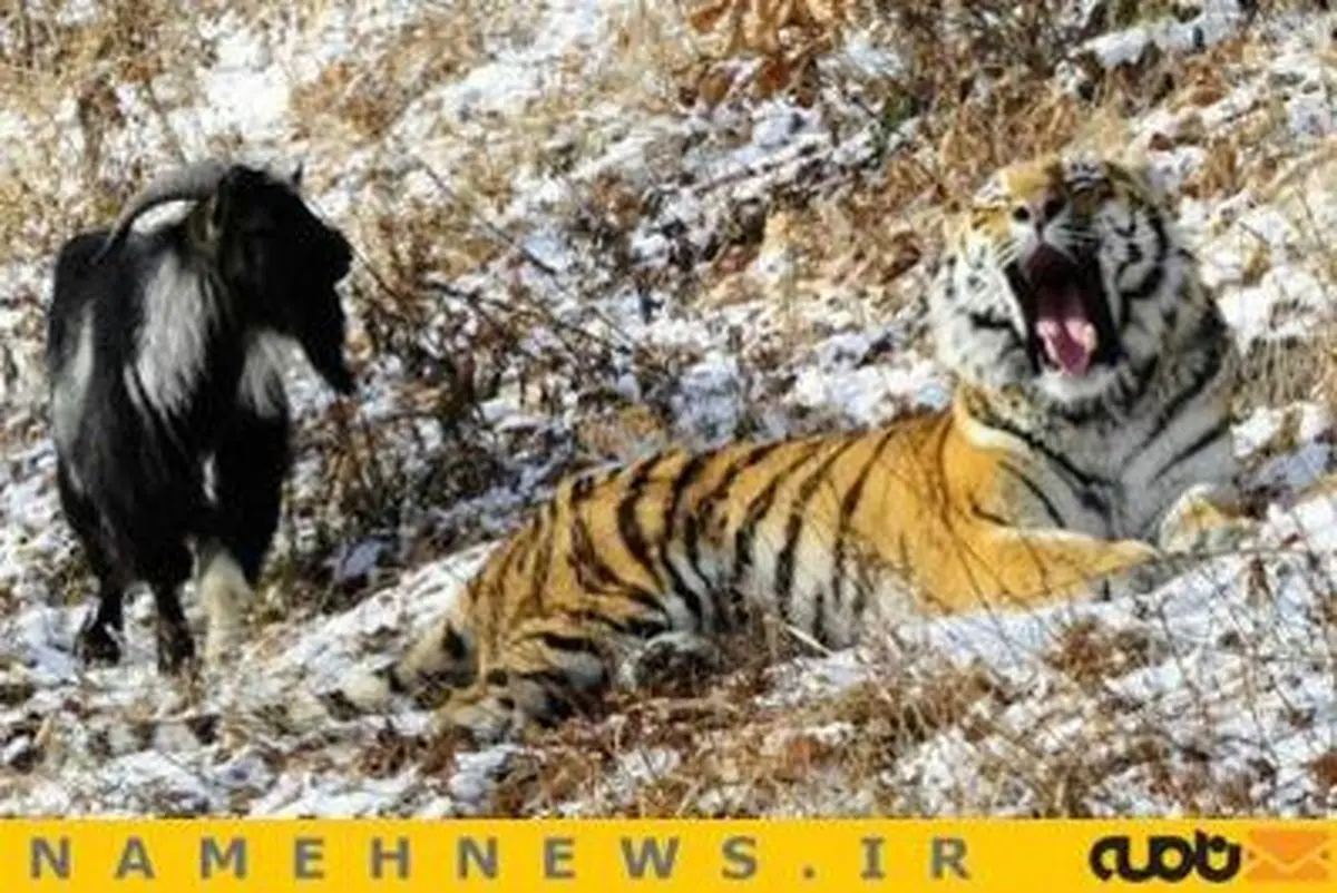 طرح رفاقت ببر و بز!+تصاویر