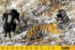 طرح رفاقت ببر و بز!+تصاویر