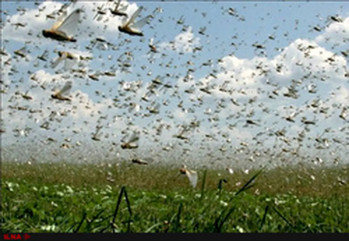 با بحران ملخ‌ها چه کنیم؟ / بودجه نرسد، معضلی جدید کشور را فرا می‌گیرد