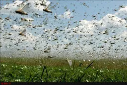 با بحران ملخ‌ها چه کنیم؟ / بودجه نرسد، معضلی جدید کشور را فرا می‌گیرد