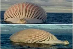 تصویری از موجودی عجیب و وحشتناک / عکس