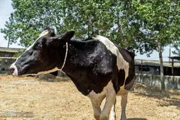 شیوع بیماری آبله گاوی در مازندران/تصاویر