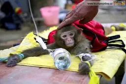 میمون سرم به دست!/ عکس