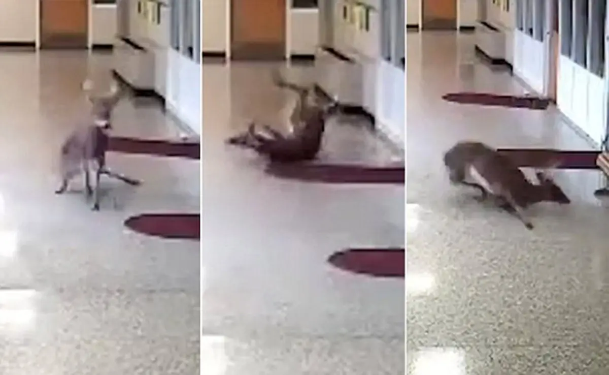 آهوی دردسر ساز در مدرسه + تصاویر