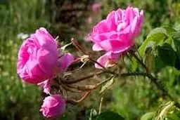 خواص دارویی فوق العاده گل محمدی