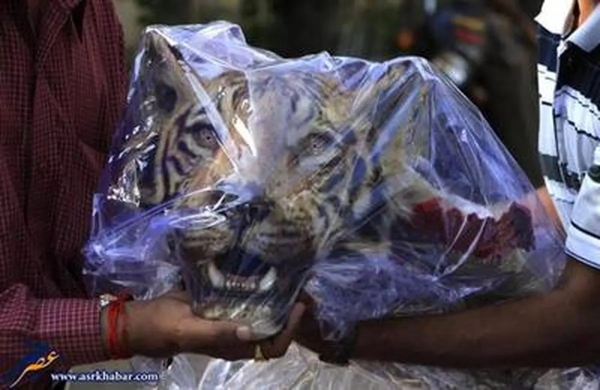 قاچاق حیوانات/تصاویر