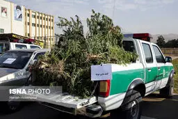 از گیاهان ممنوعه تا سلاح های سنگین در کشفیات کلانتری ها!/تصاویر