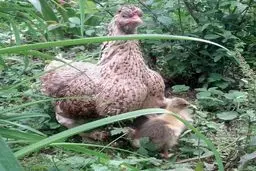 خدای اردک‌ها خدای من هم هست/ عکس