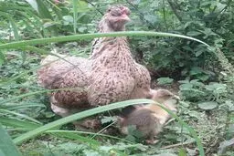خدای اردک‌ها خدای من هم هست/ عکس