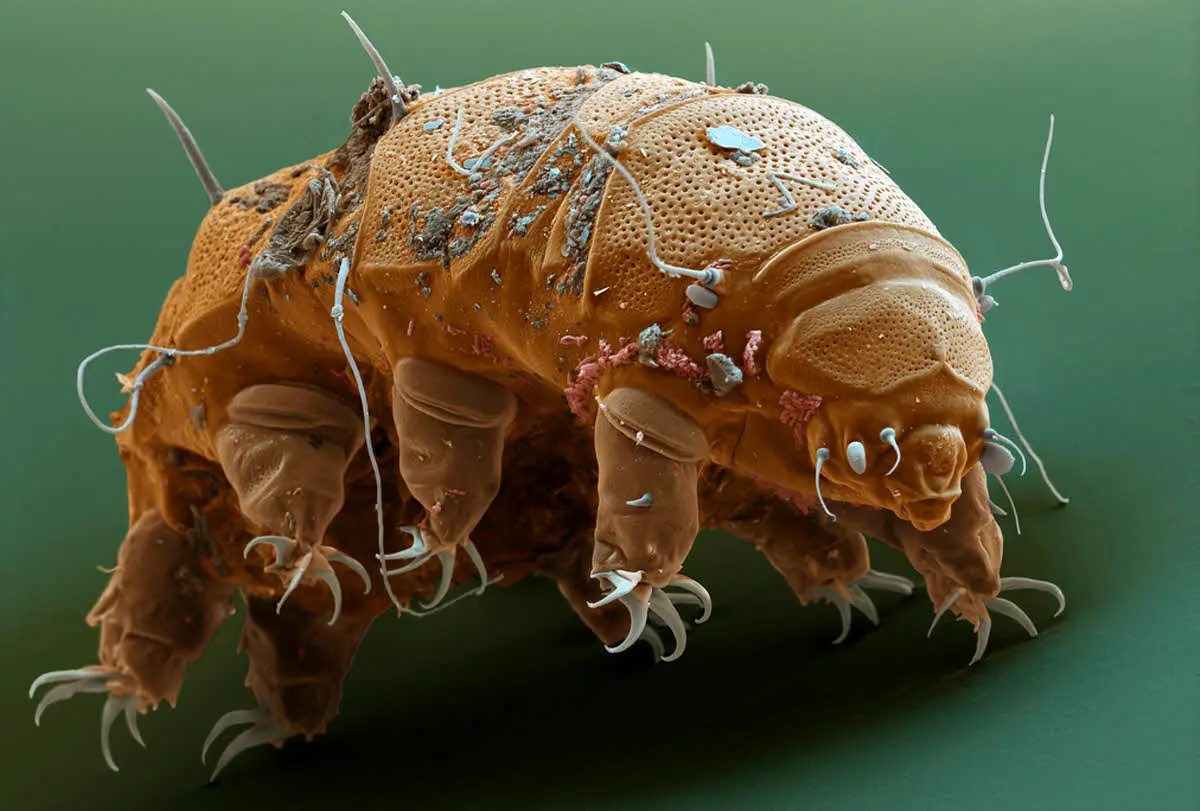 تصویری دیده نشده از تنها جانداری که می‌تواند در فضا به زندگی ادامه بدهد