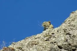 تصویری زیبا از پلنگ ایرانی