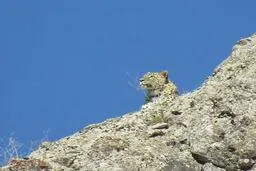تصویری زیبا از پلنگ ایرانی