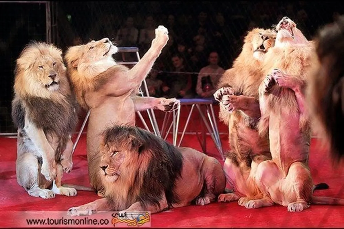 شیرهای بامزه سیرک / عکس