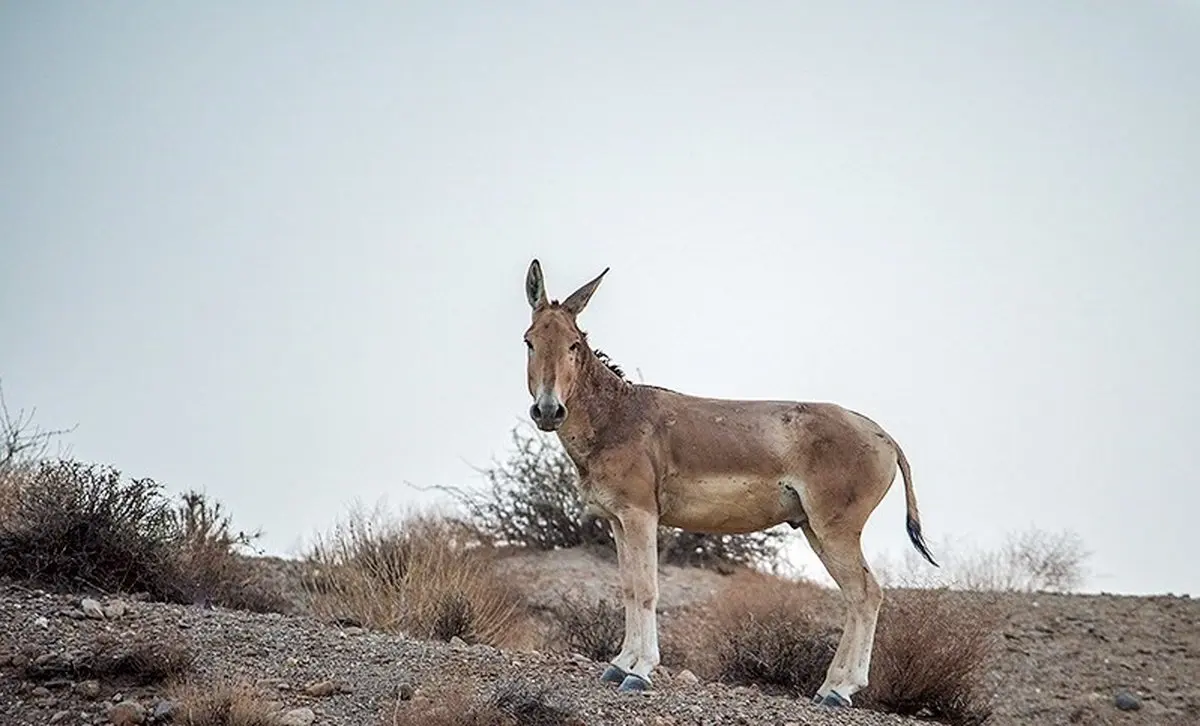 گور ایرانی یا الاغ ؟!!/ تصاویر