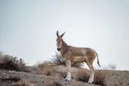 گور ایرانی یا الاغ ؟!!/ تصاویر