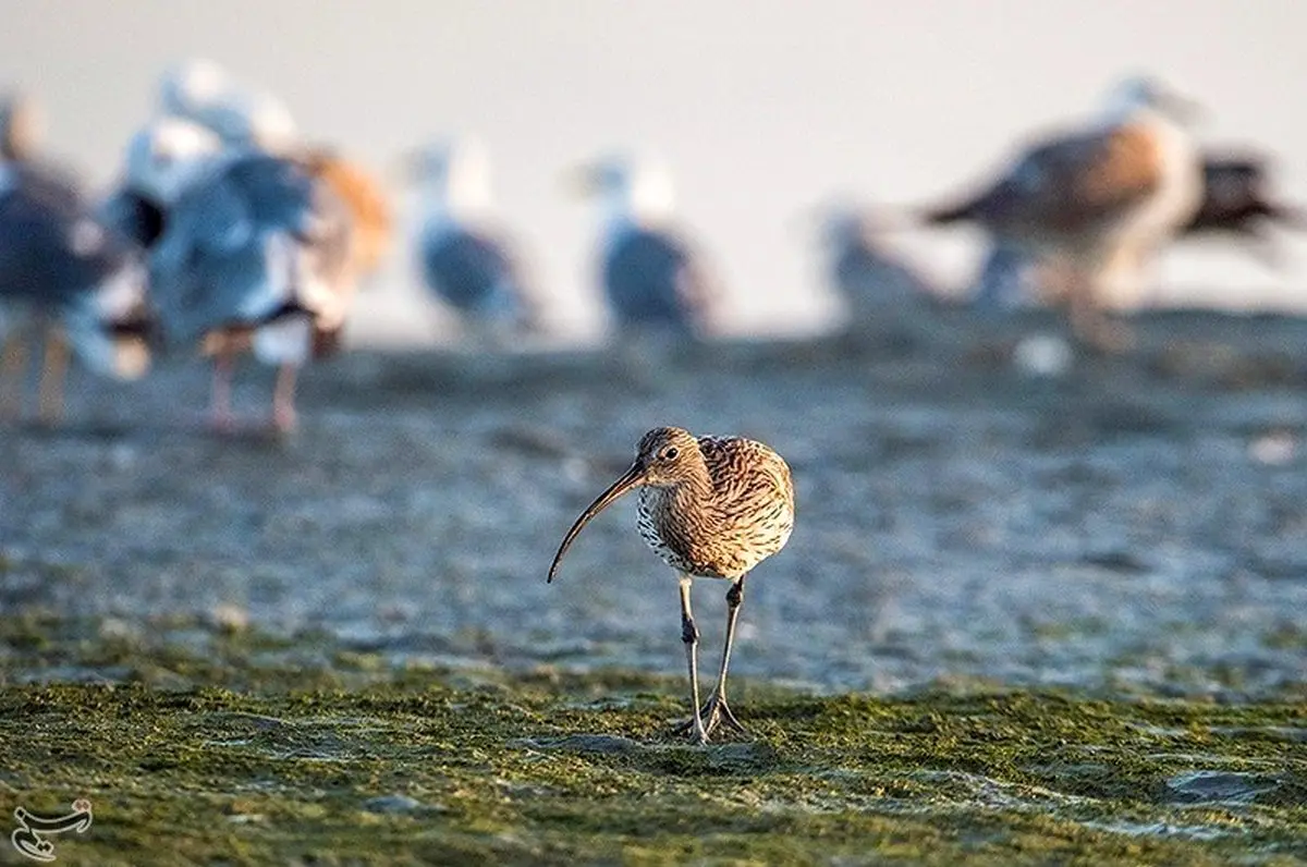 تصاویری زیبا از مهمانان خوش خط‌ وخال خلیج فارس