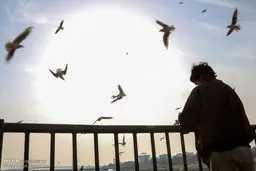 تصاویری از حضور پرندگان مهاجر به ساحل رود کارون در اهواز