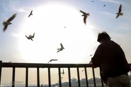 تصاویری از حضور پرندگان مهاجر به ساحل رود کارون در اهواز