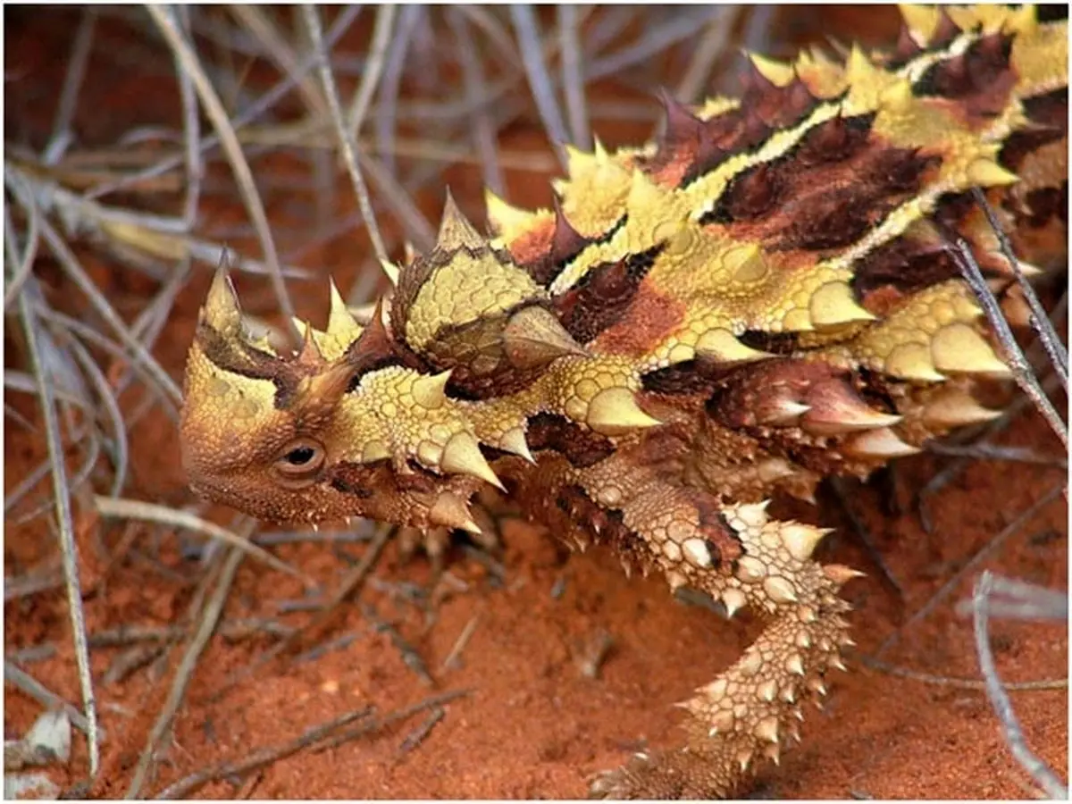 تصاویر عجیب‌ترین حیوانات استرالیا