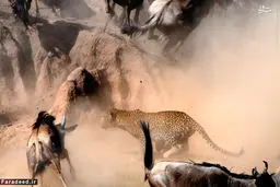 عکس/ پلنگ و شکار گوساله پیش چشم مادر