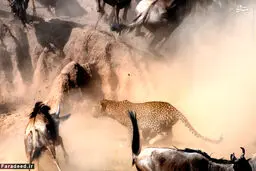 عکس/ پلنگ و شکار گوساله پیش چشم مادر