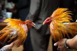 جنگ خروس‌ها در مکزیک /تصاویر