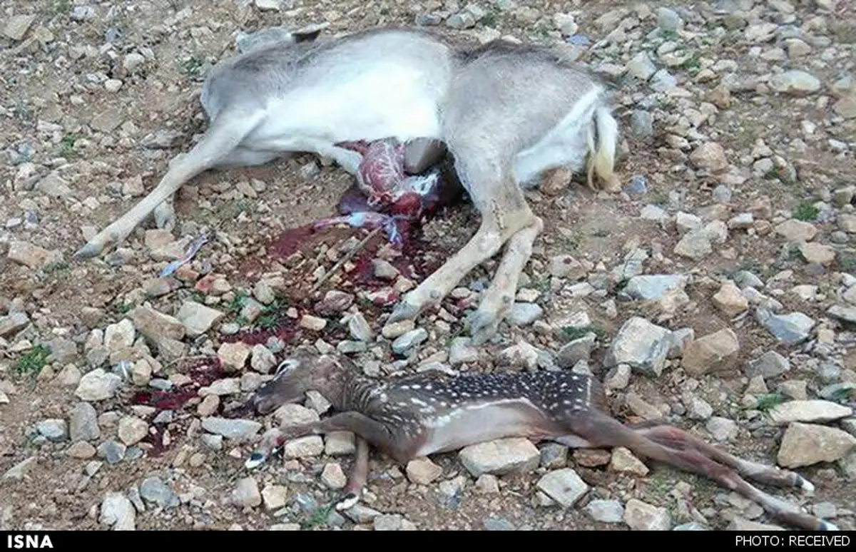 مرگ دلخراش گوزن باردار در خرم آباد/ عکس