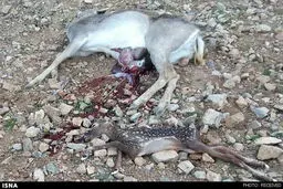 مرگ دلخراش گوزن باردار در خرم آباد/ عکس