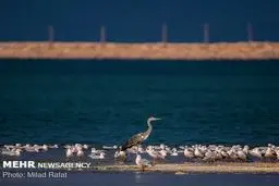 بهشتی برای پرندگان/ تصاویر