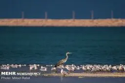 بهشتی برای پرندگان/ تصاویر