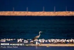 بهشتی برای پرندگان/ تصاویر
