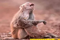 صحنه ای دردناک از مهر مادری/ عکس