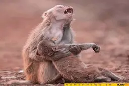 صحنه ای دردناک از مهر مادری/ عکس