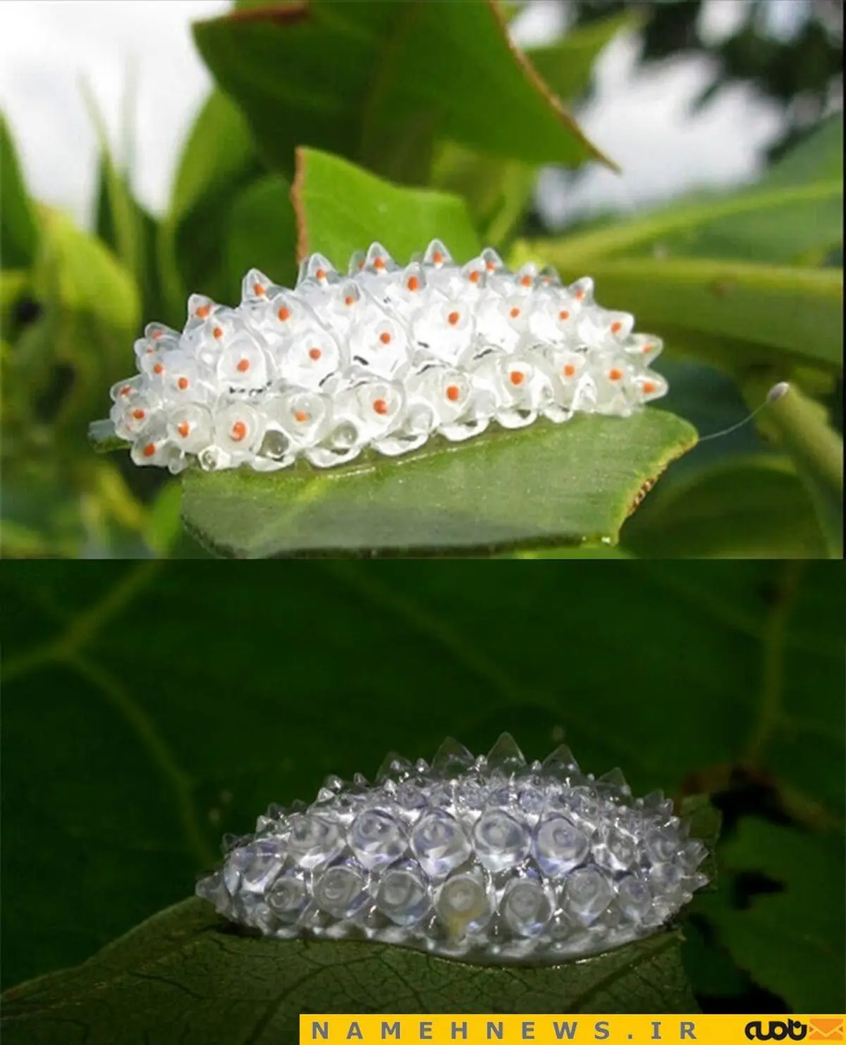 زیباترین کرم ابریشم جهان/ عکس