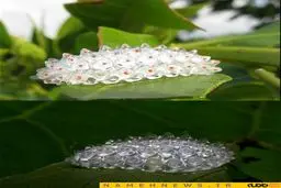 زیباترین کرم ابریشم جهان/ عکس