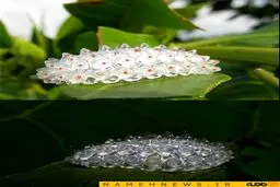 زیباترین کرم ابریشم جهان/ عکس