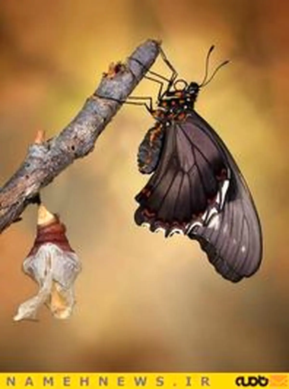 تصاویر محیرالعقول از معجزه حیات