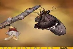 تصاویر محیرالعقول از معجزه حیات