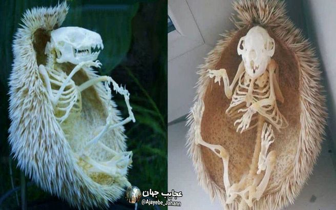 بعد از دیدن عکس این اسکلت برگاتون میریزه
