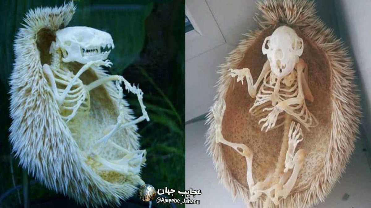 بعد از دیدن عکس این اسکلت برگاتون میریزه
