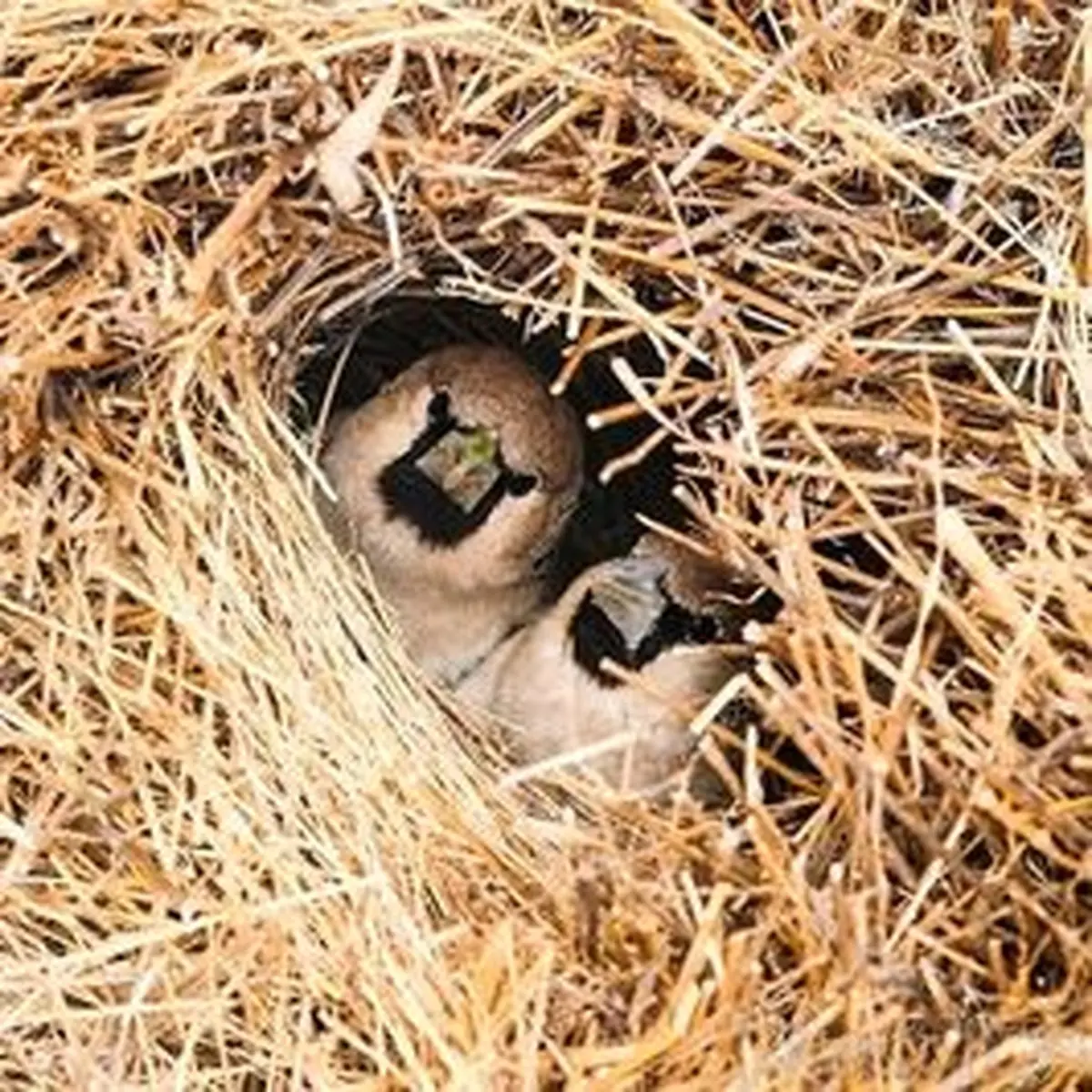 معماران چیره دست دنیای حیوانات/تصاویر