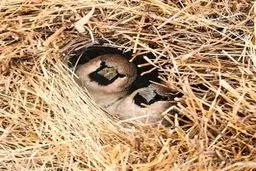 معماران چیره دست دنیای حیوانات/تصاویر