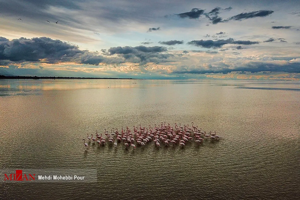 عکس / پرندگان مهاجر میانکاله