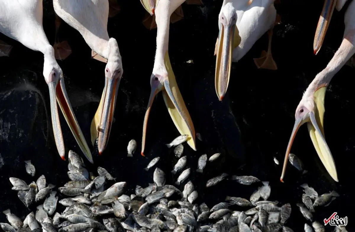پلیکان‌ها اینگونه ماهی می‌خورند/عکس