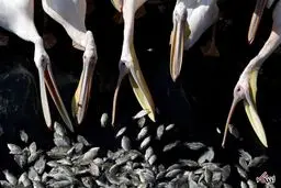 پلیکان‌ها اینگونه ماهی می‌خورند/عکس