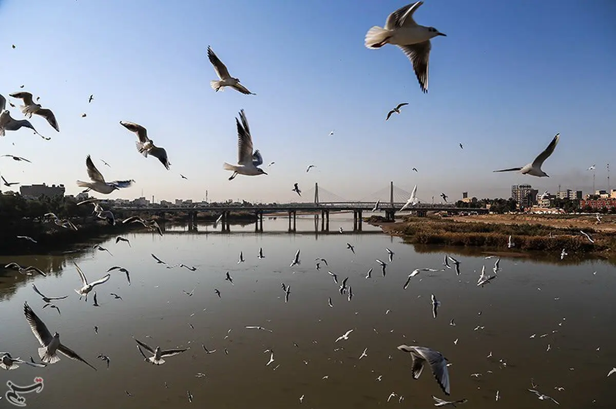 عکس / کارون؛ میزبان پرندگان ماهی خوار