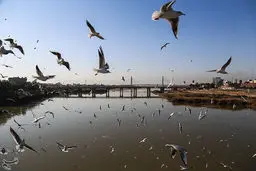 عکس / کارون؛ میزبان پرندگان ماهی خوار