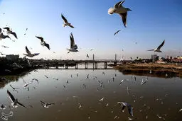 عکس / کارون؛ میزبان پرندگان ماهی خوار